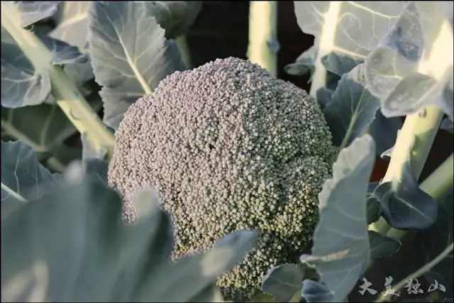 致富种植基地项目介绍_致富种植基地项目有哪些_种植基地致富项目