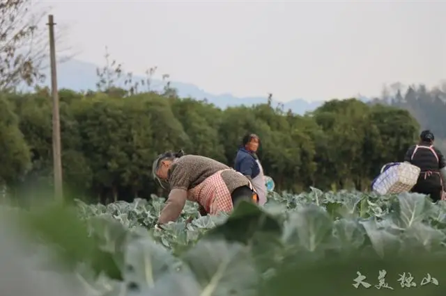 致富种植基地项目有哪些_致富种植基地项目介绍_种植基地致富项目