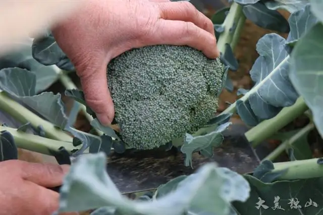 种植基地致富项目_致富种植基地项目介绍_致富种植基地项目有哪些