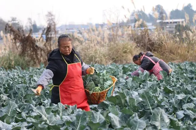 致富种植基地项目有哪些_致富种植基地项目介绍_种植基地致富项目