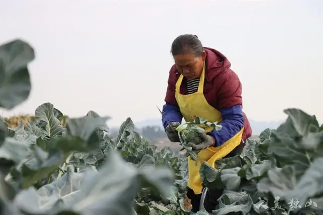 致富种植基地项目介绍_种植基地致富项目_致富种植基地项目有哪些