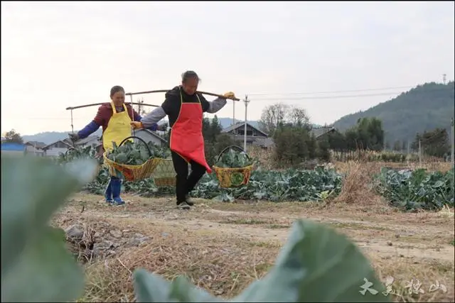 致富种植基地项目介绍_种植基地致富项目_致富种植基地项目有哪些