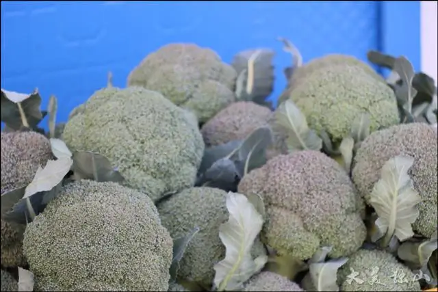 种植基地致富项目_致富种植基地项目介绍_致富种植基地项目有哪些