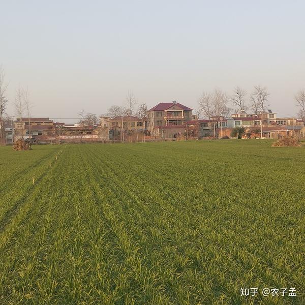 农民对中国“三农”问题的思考，以及中国农村和农业的未来思考