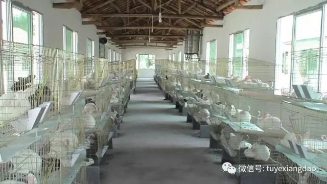 致富经兔子养殖_致富养兔子_我的养兔致富经