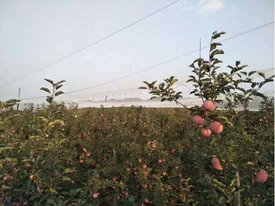 乡村振兴│推进苹果产业与旅游发展助力脱贫致富——临汾市吉县东城乡东城村
