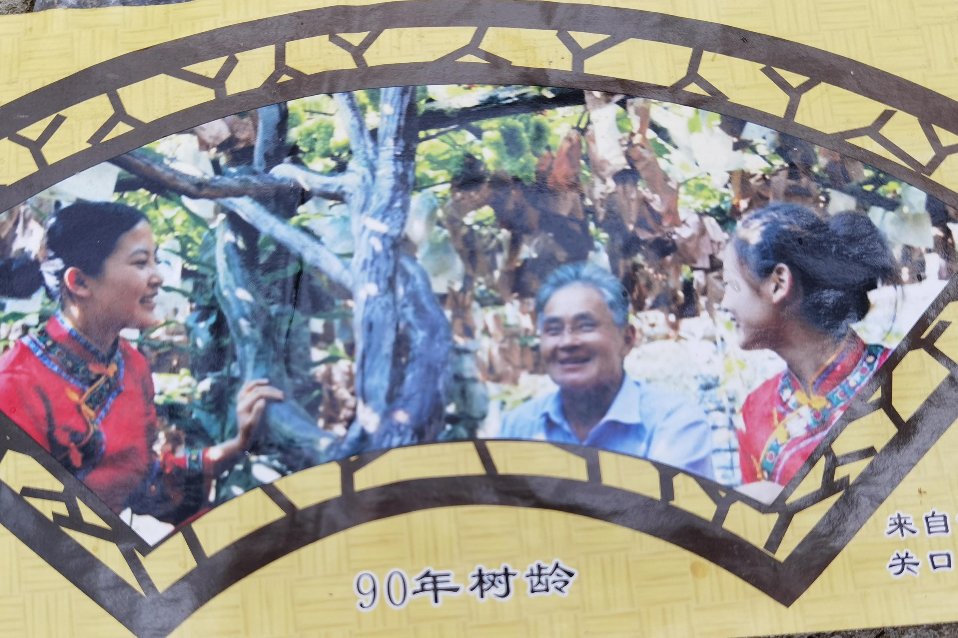 致富经葡萄_致富经种葡萄全视频_2014年致富经之葡萄