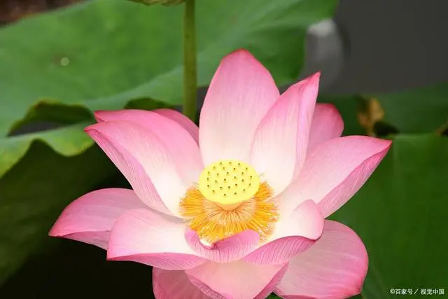 食用金雀花苗_食用金雀花种植技术_金雀花栽培技术
