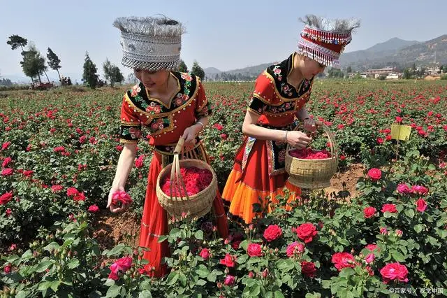 食用金雀花种植技术_食用金雀花苗_金雀花栽培技术