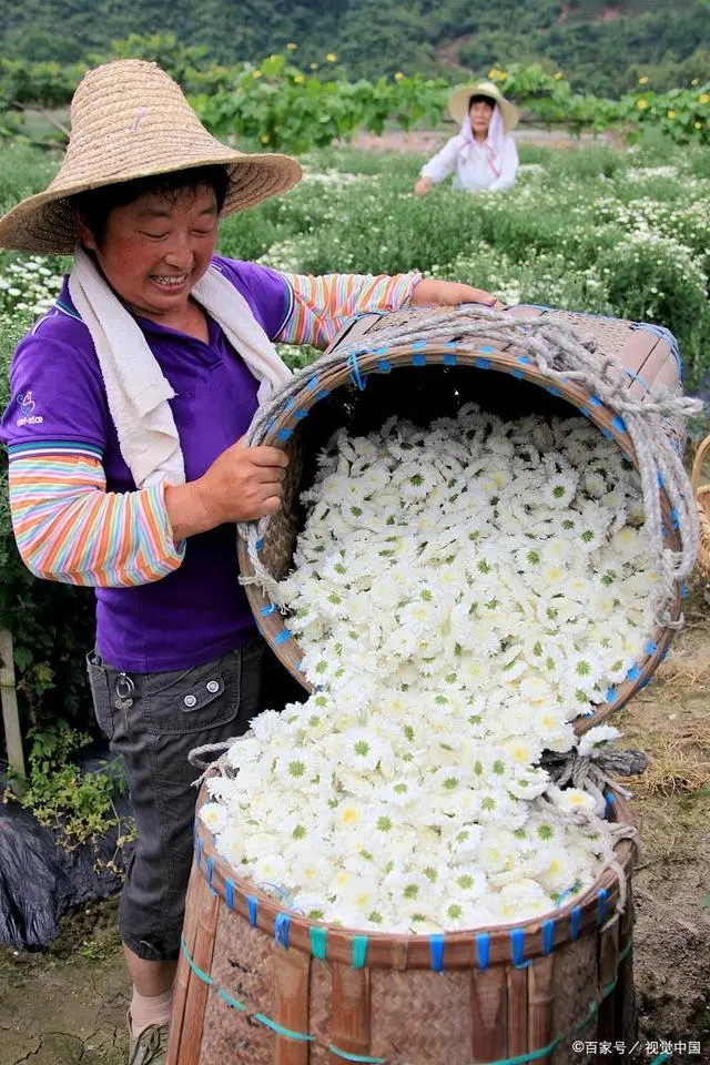 金雀花栽培技术_食用金雀花种植技术_食用金雀花苗