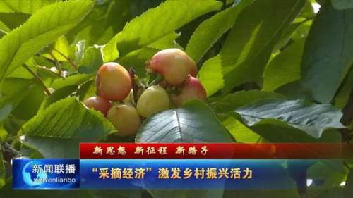 乌海市：“采摘经济”激发乡村振兴活力