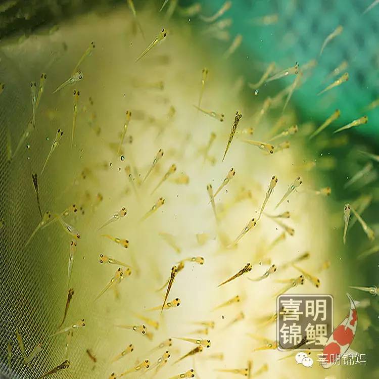 桂花鱼苗养殖_桂花鱼苗养殖技术方法_桂花鱼养殖放药技术