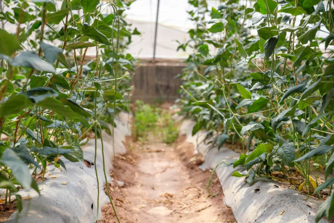 大力种植蔬菜致富_种蔬菜致富经_致富蔬菜种植方法