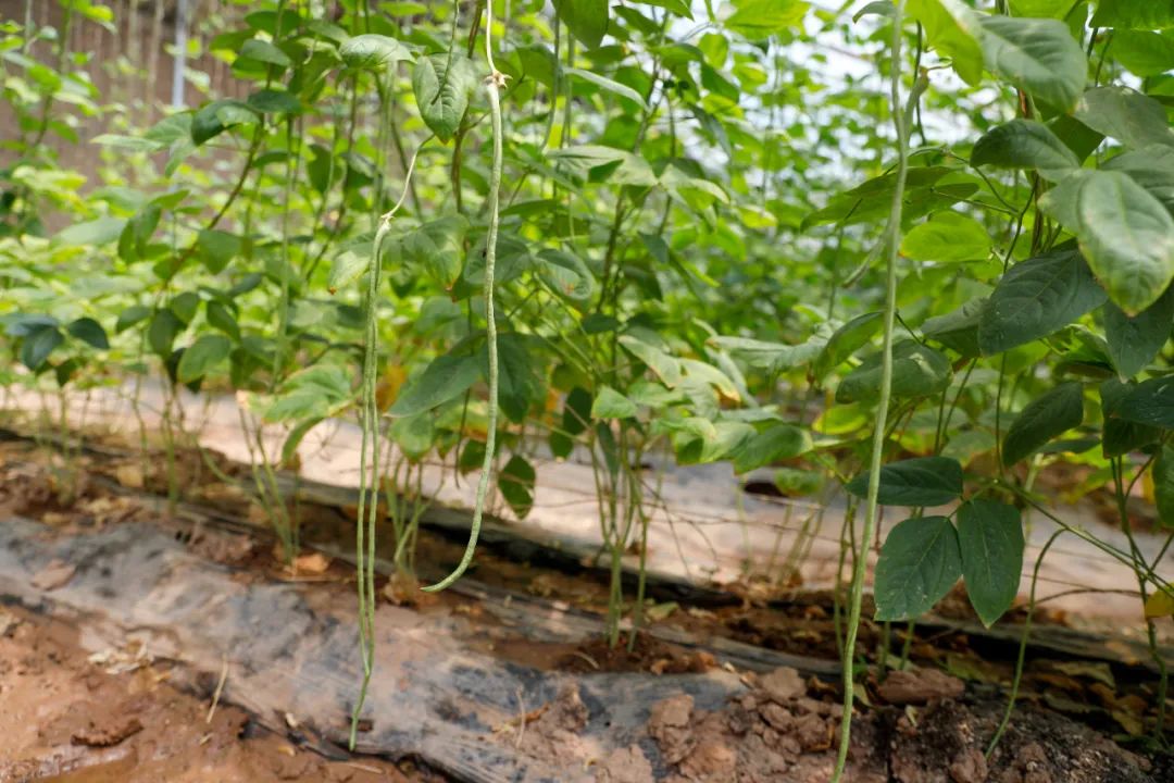 种蔬菜致富经_大力种植蔬菜致富_致富蔬菜种植方法