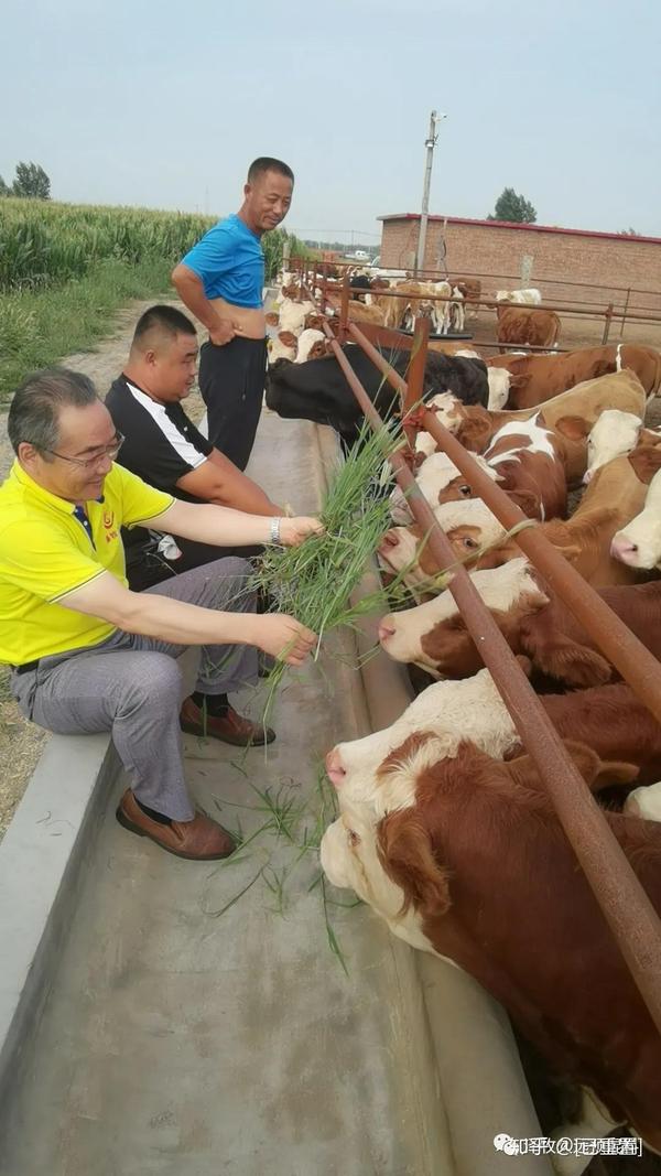 牛黄的养殖技术_黄牛牛养殖技术_养殖鸡技术