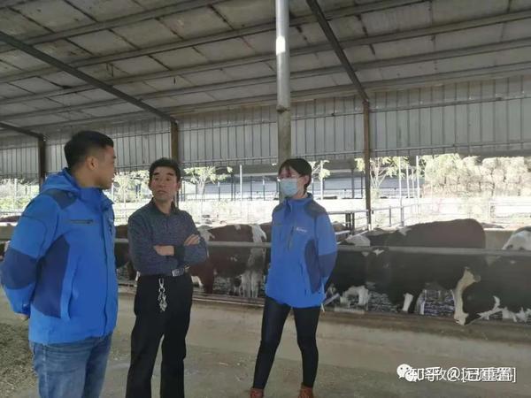 黄牛牛养殖技术_牛黄的养殖技术_养殖鸡技术