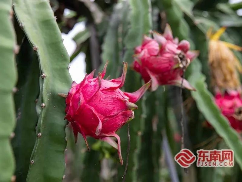 馒头种植致富项目_致富馒头种植项目介绍_致富经馒头