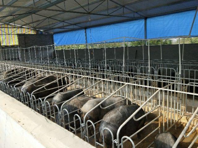 凯里农商银行信贷资金“贷”动“猪倌”奔向致富路