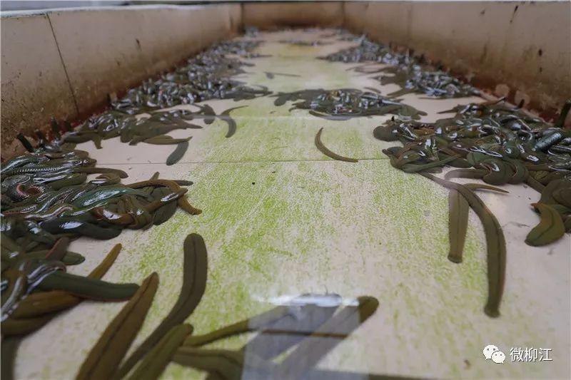 致富养殖水蛭怎么样_水蛭养殖 致富经_水蛭养殖致富经