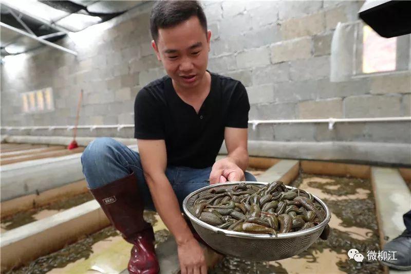 水蛭养殖 致富经_水蛭养殖致富经_致富养殖水蛭怎么样