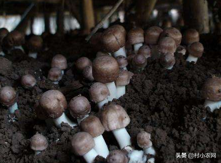 蘑菇的种植技术和利润_蘑菇种植效益如何_蘑菇种植致富方法