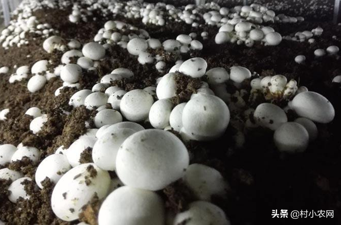 蘑菇的种植技术和利润_蘑菇种植致富方法_蘑菇种植效益如何