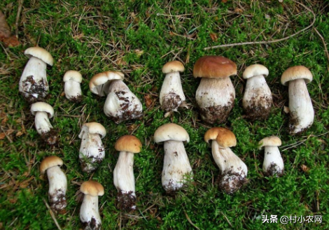 蘑菇种植致富方法_蘑菇种植效益如何_蘑菇的种植技术和利润
