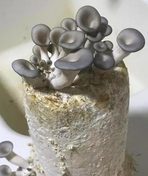 蘑菇致富种植方法视频_蘑菇种植致富方法_蘑菇的种植技术和利润