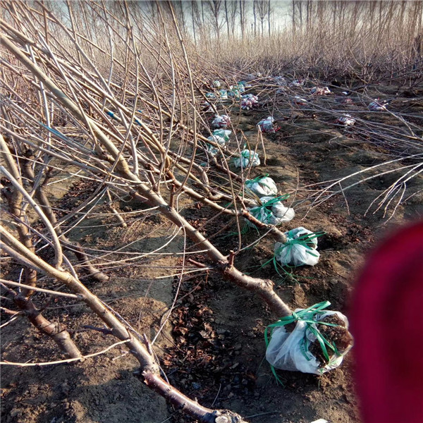黑李子种植技术_李子种植新技术视频_李子种植方法