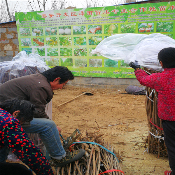黑李子种植技术_李子种植新技术视频_李子种植方法