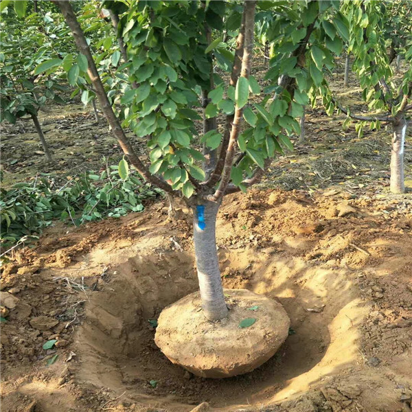 李子种植新技术视频_黑李子种植技术_李子种植方法