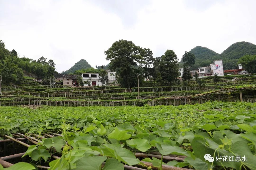 佛手种植致富模式_致富经佛手瓜种植_种植佛手赚钱吗
