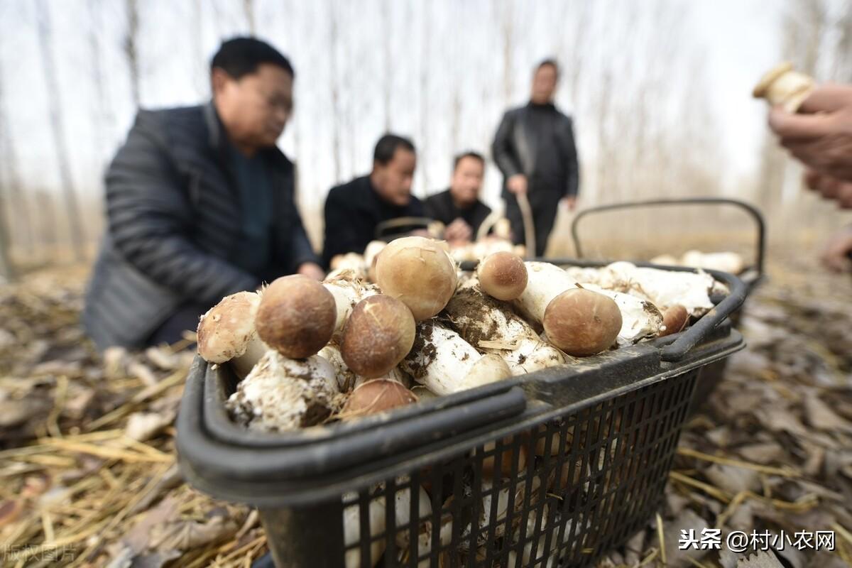 致富年表_致富年华_2021年致富经