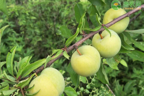 李子种植技术视频_李子种植方法_黑李子种植技术