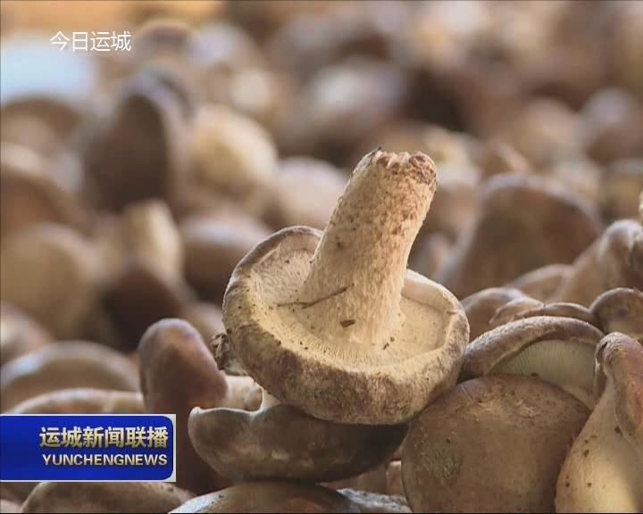 香菇合作社补贴政策_香菇种植专业合作社简介_合作社种植香菇脱贫致富