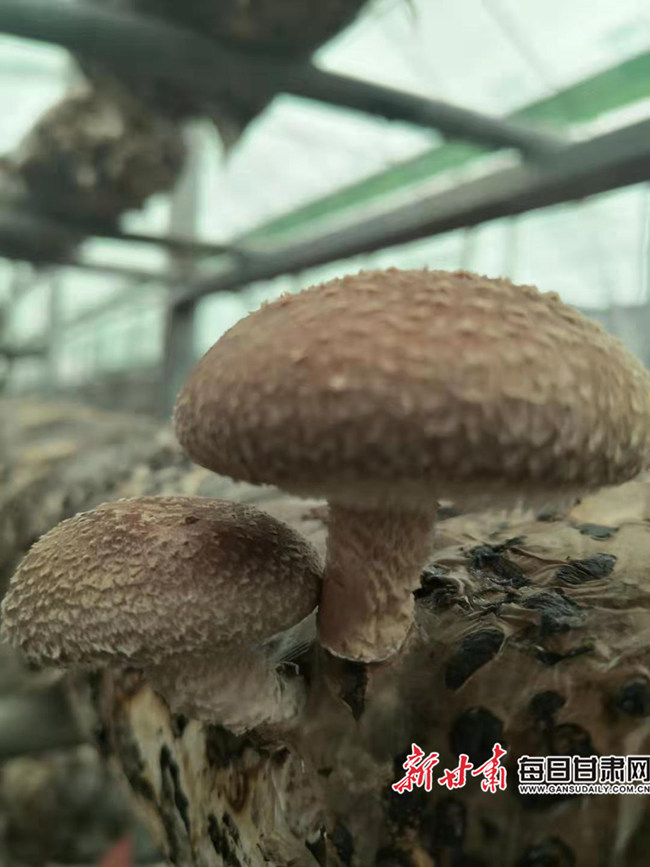 合作社种植香菇脱贫致富_香菇种植合作社公司简介_香菇种植专业合作社简介