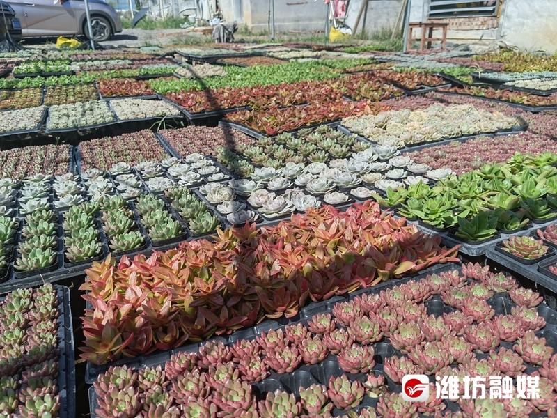 花卉致富养殖大棚视频_花卉大棚养殖致富_花卉致富养殖大棚图片