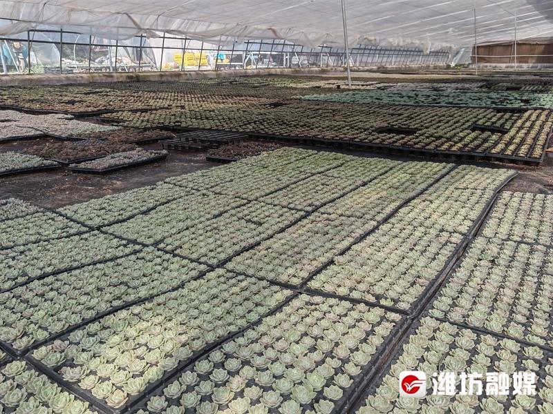 花卉致富养殖大棚图片_花卉致富养殖大棚视频_花卉大棚养殖致富
