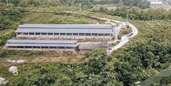 重庆养殖致富_重庆养殖业什么最赚钱农村_重庆养殖大户