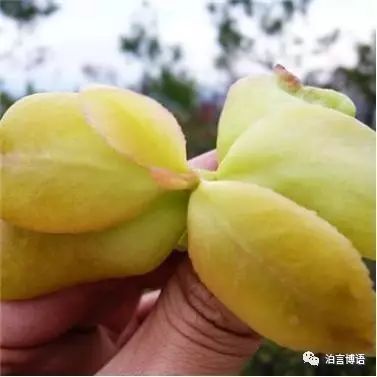 种植茶籽树挣钱吗_致富经茶籽树_致富经油茶树