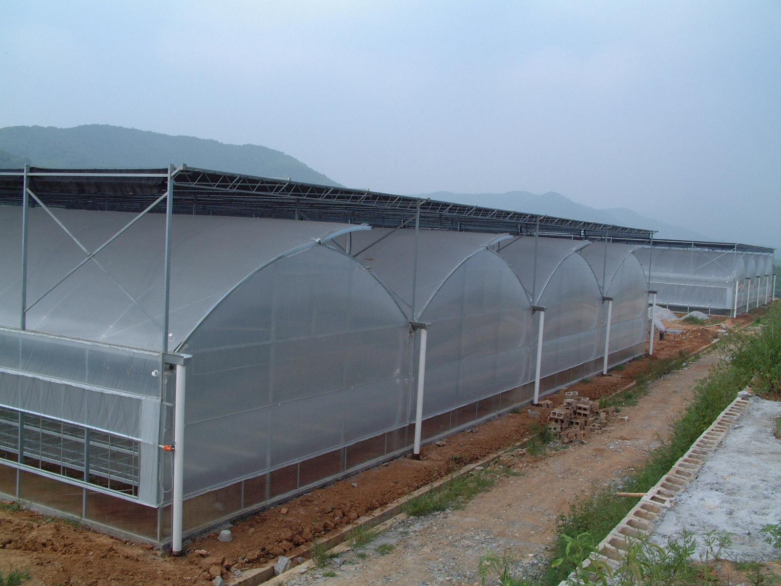 花卉大棚养殖致富_花卉致富养殖大棚怎么样_花卉大棚赚钱吗