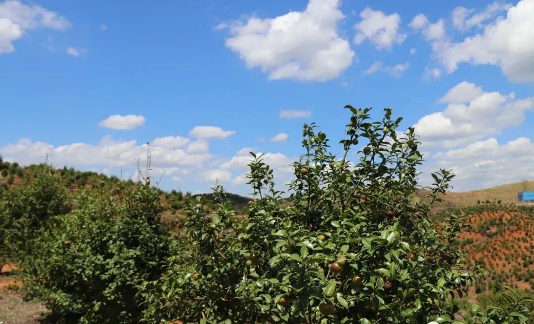 高产茶子树的种植方法_致富经茶籽油_致富经茶籽树