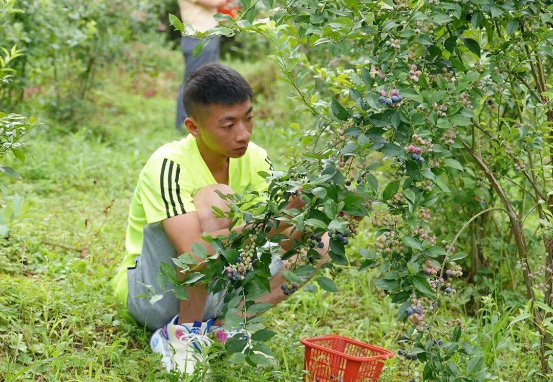 半夏种植赚钱吗_致富经半夏种植技术_半夏的种植效益
