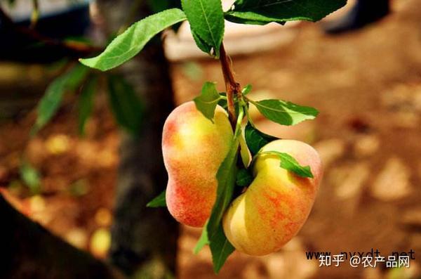 桃子树的种植技术_种桃树的技术_桃树种子种植技术