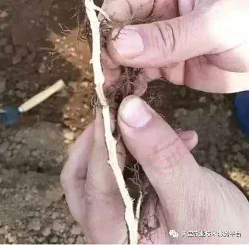 种桃树的技术_桃树种子种植技术_桃子树的种植技术