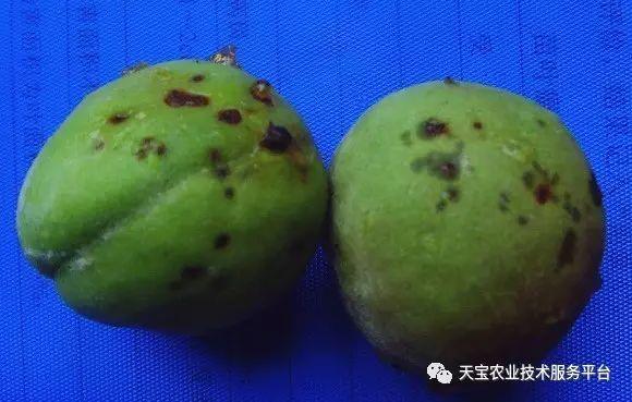 桃树种子种植技术_种桃树的技术_桃子树的种植技术