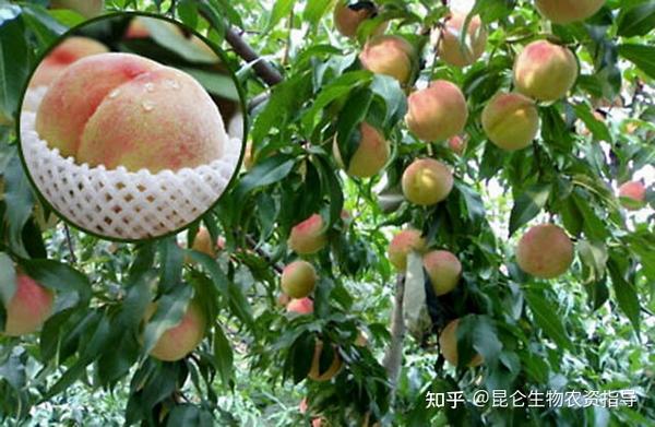 桃树种子种植方法视频_桃树种植视频教学_桃子树的种植技术