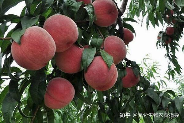桃树种植视频教学_桃树种子种植方法视频_桃子树的种植技术