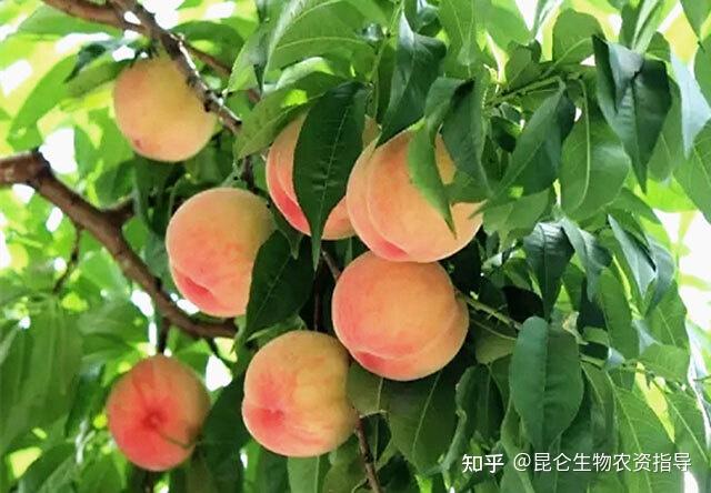 桃树种子种植方法视频_桃树种植视频教学_桃子树的种植技术