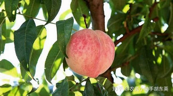 桃树种子种植方法视频_桃树种子种植技术_桃子树的种植技术